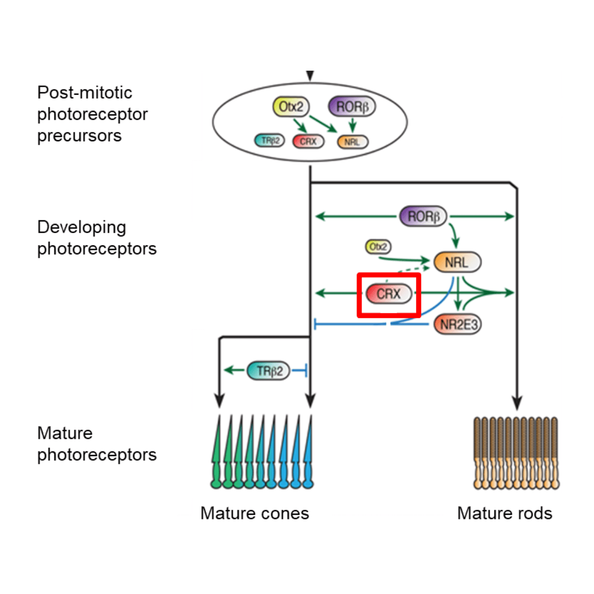 Technology_Why We Focus on the CRX Gene