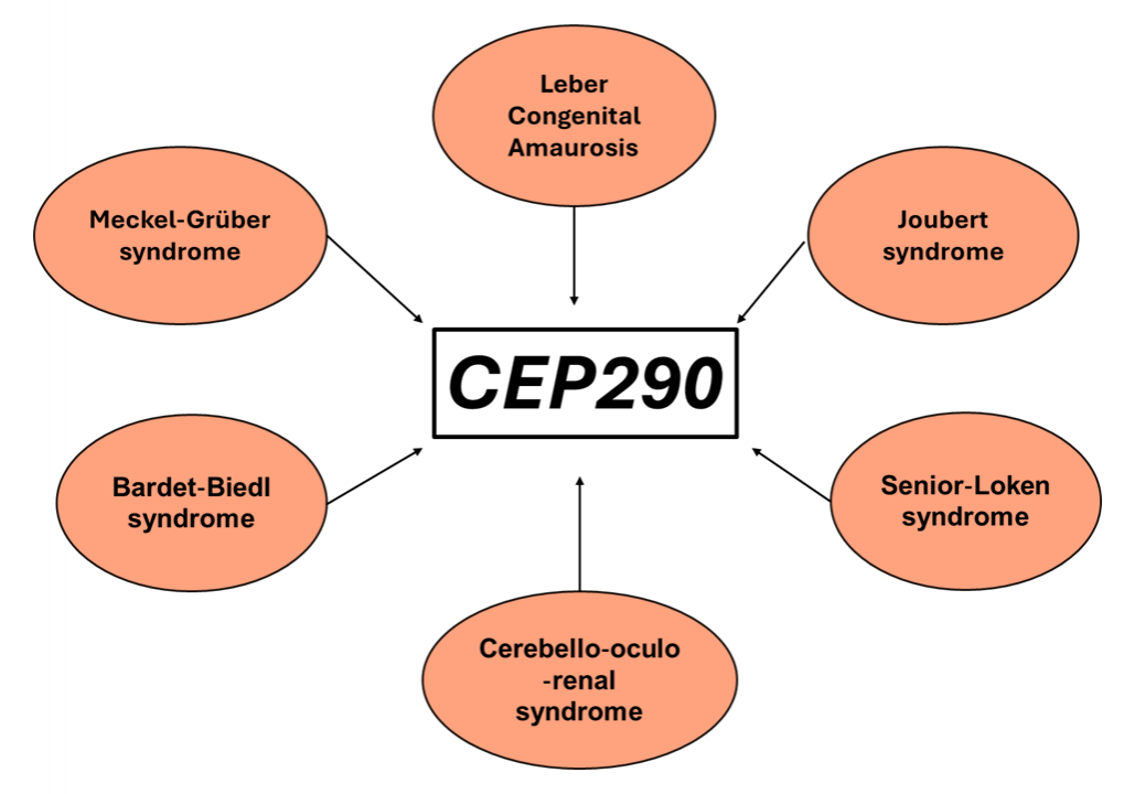 Diseases Associated with CEP290 Mutations